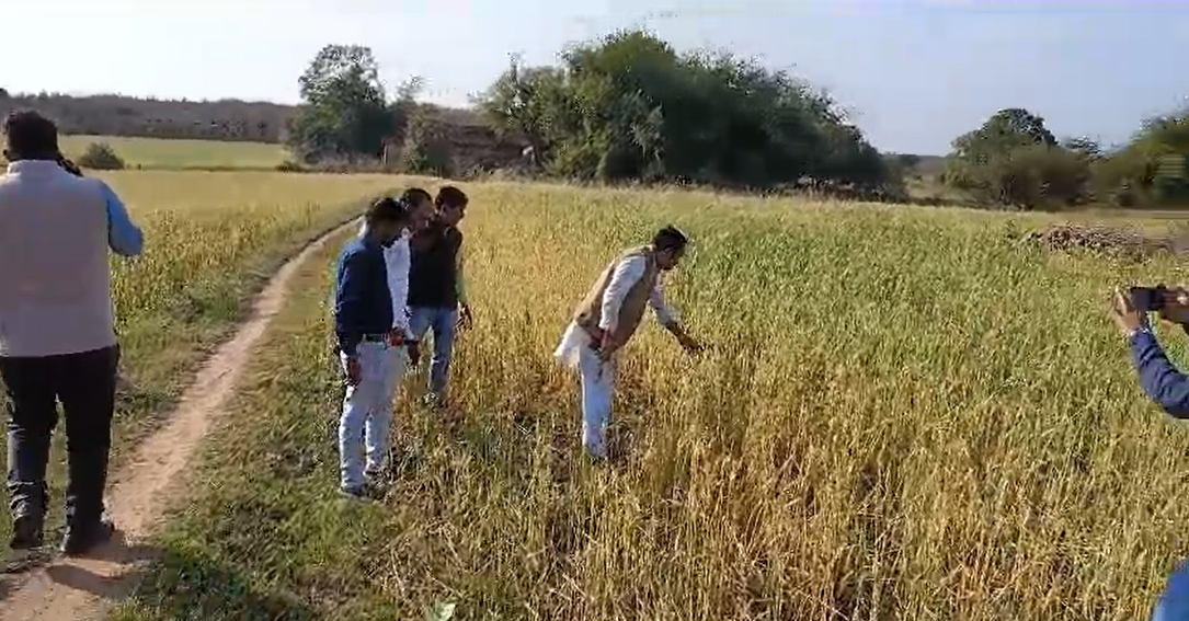 In many Gram Panchayats of Panna Ajaygarh area, there was huge damage to crops due to unseasonal rain and hail.
