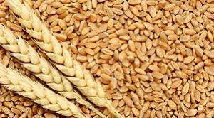 March 1 is the last date for registration of farmers to procure wheat at support price