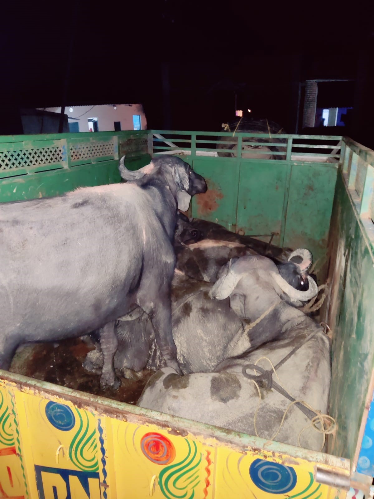Kotma police seized a pickup vehicle loaded with cattle