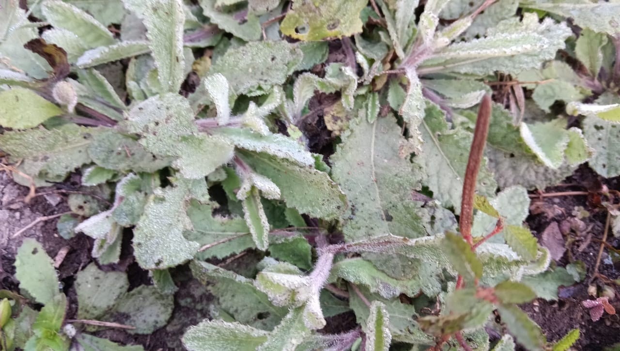 Cold winds made the region shiver, farmers worried due to the snow sheet spread in the fields