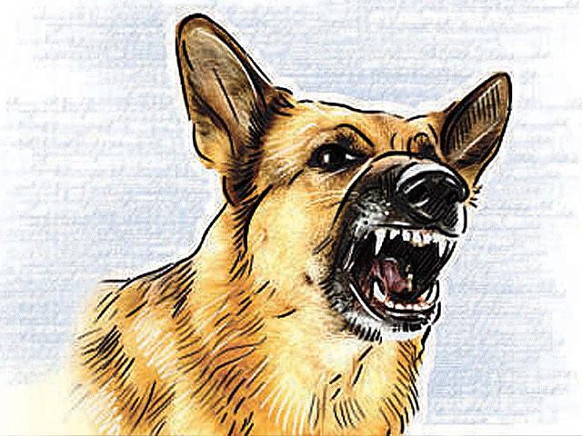 Stray dogs mauled a 6-year-old child in Hyderabad