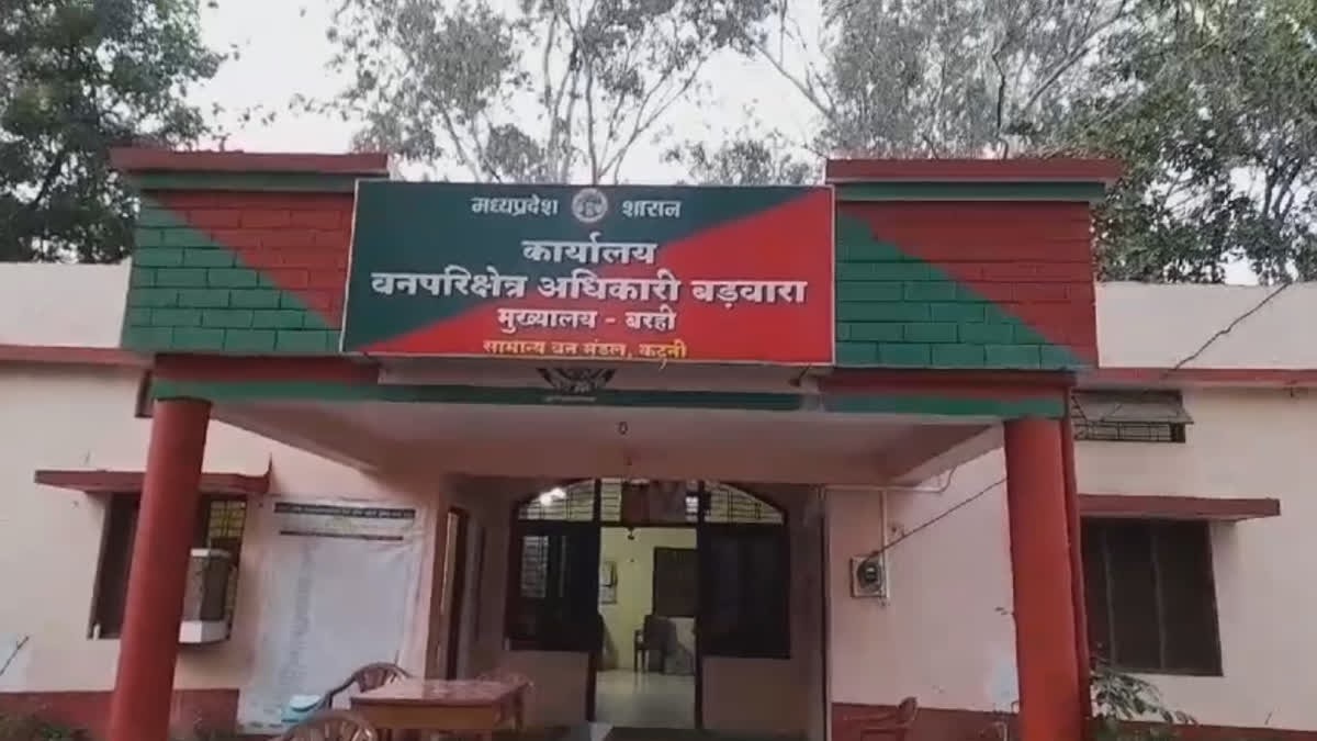 Tiger attacks woman who went to collect wood in the forest