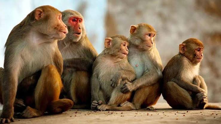 Monkeys entered the houses of villagers and injured six innocent children by biting them