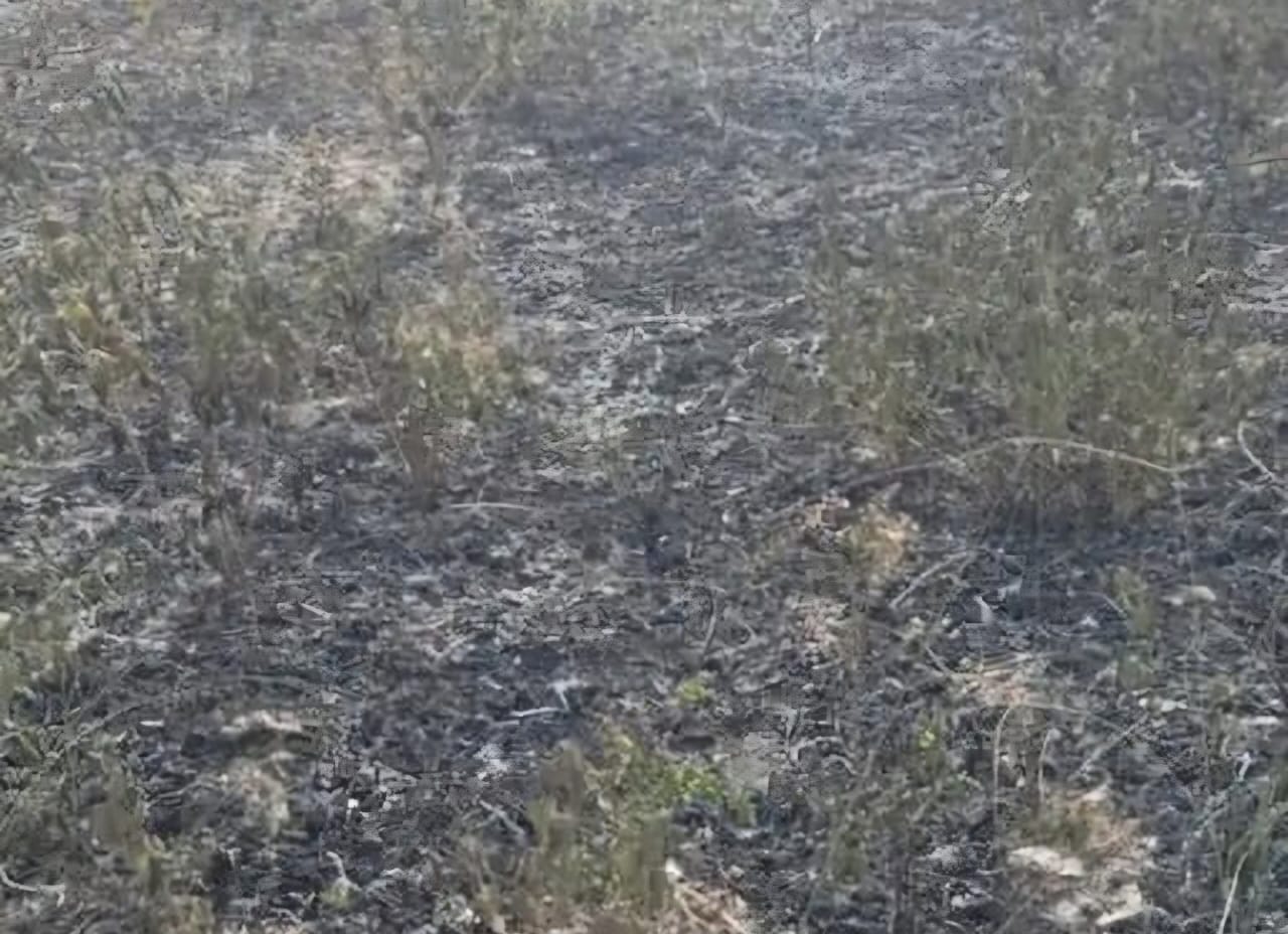 Panic due to sudden fire in bushes and trees in the graveyard located in Manki village