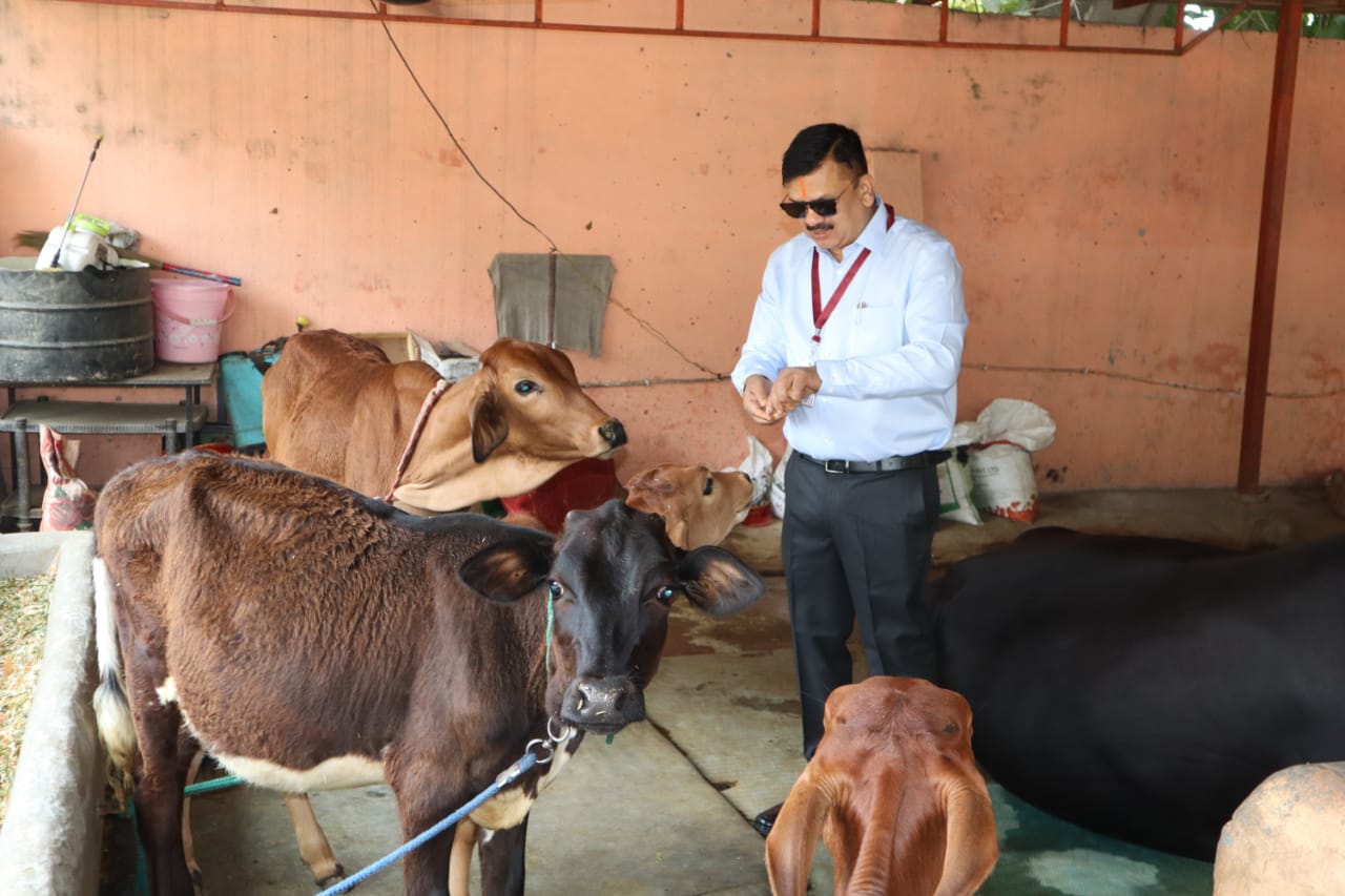 On completion of his one year tenure in Saharanpur district, DM reached Gaushala, did Gau Seva