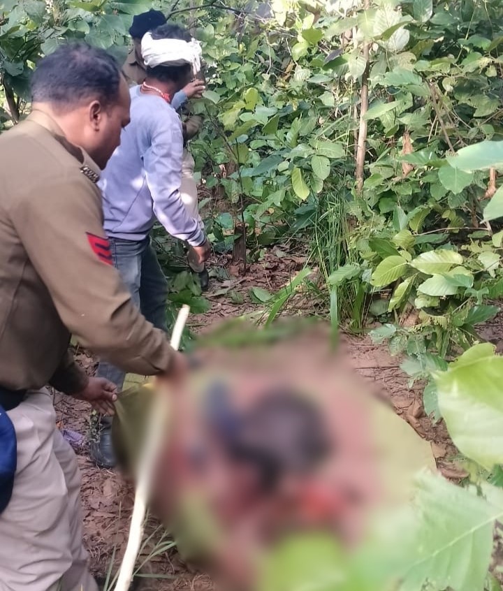 A young man died due to tiger attack