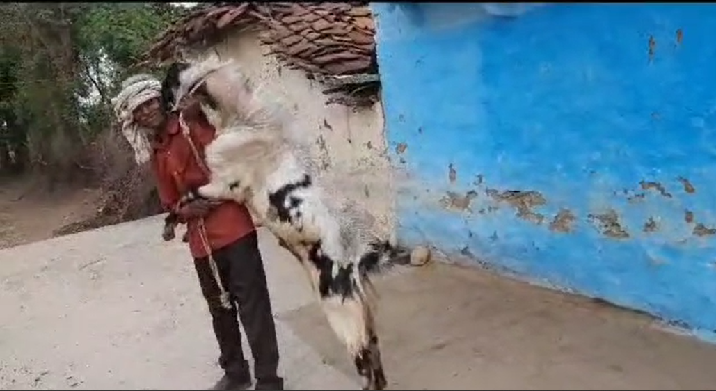 Goat with moon became the subject of discussions before Bakrid