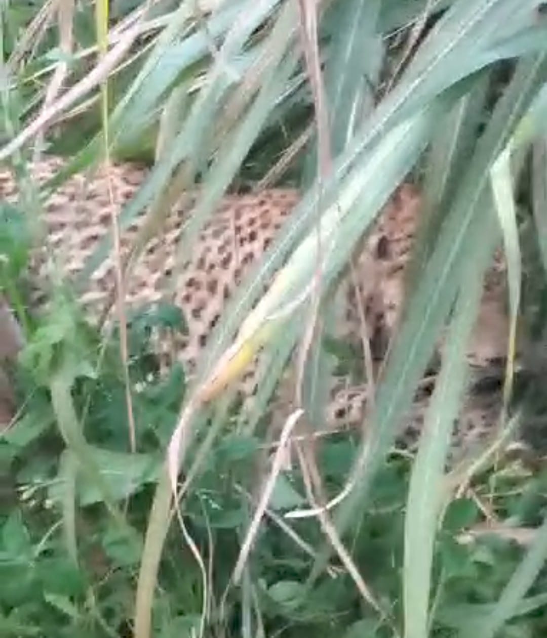Leopard attacks and injures two farmers