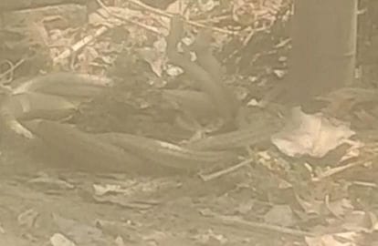 A pair of cobras entered a farmer's house in Chandena Koli village