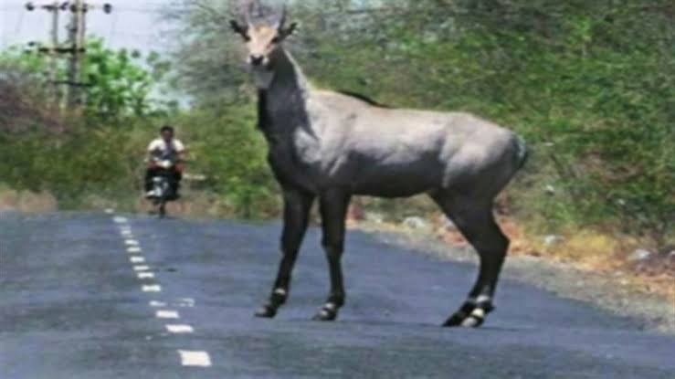 Two bike riders collided with a blue cow