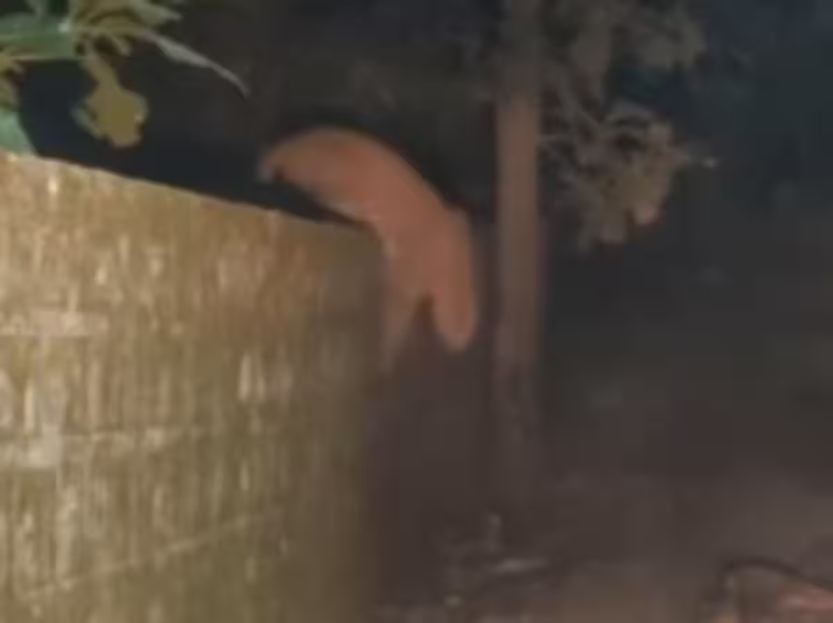 Leopard hunts cow calf in Patna, video goes viral