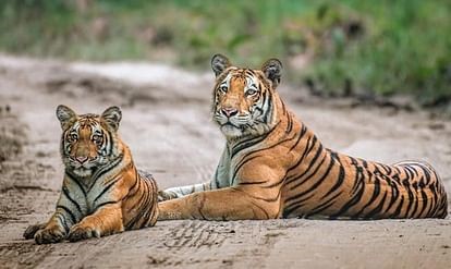 Bihar becomes an example in tiger conservation