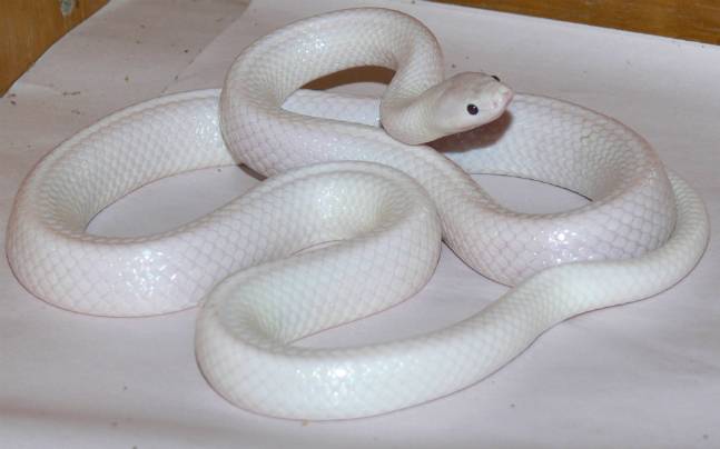 A special species of snake found in Khargone