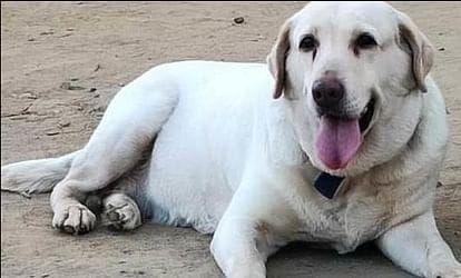 Ila (dog), who was a part of the dog squad that helped the police in solving many big incidents in Saharanpur, died due to a prolonged illness