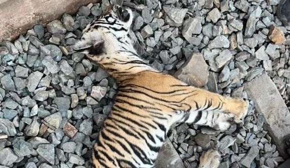 Five month old female tiger cub injured after being hit by train in Satna
