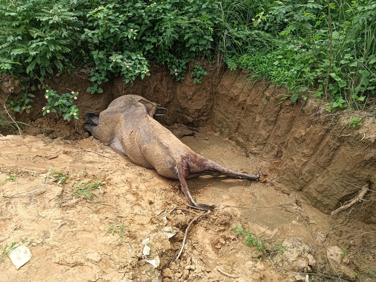 A Nilgai was found dead in village Manki